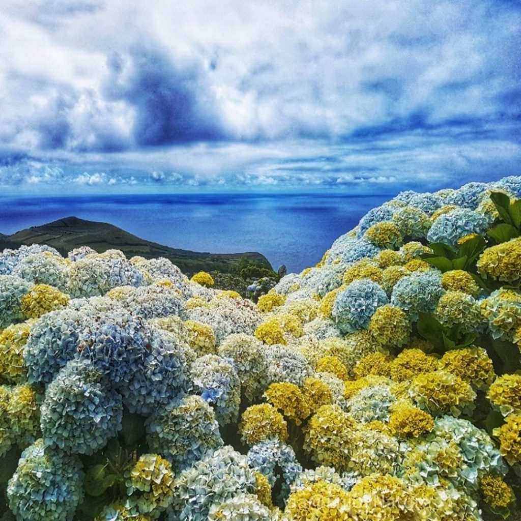 Hydrangeas Hortensia Flowers and the Atlantic Ocean in Azores Islands #Portugal #landscapstyles #exklusiveshot #visualsofearth&hellip;