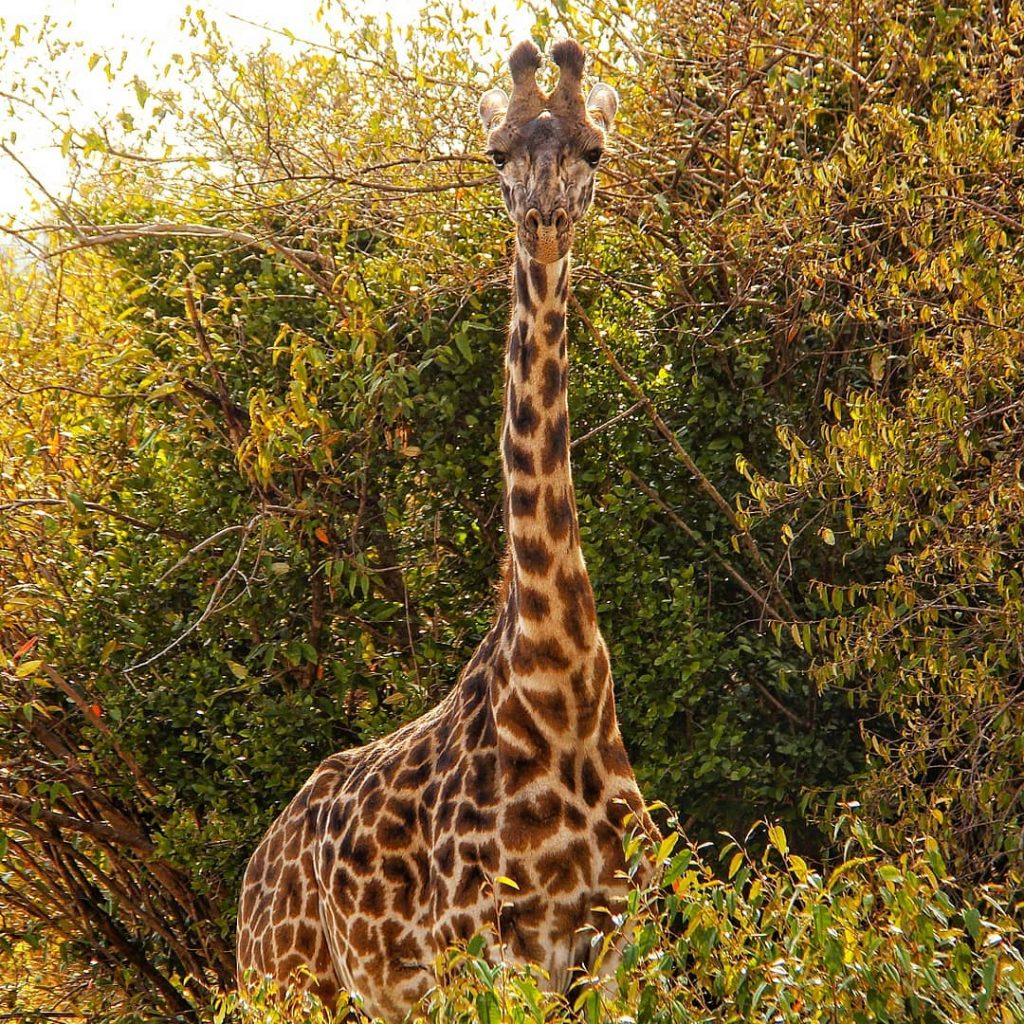 ???? Yes mate. Im watching you! ???? . Love the majestic beauty of the…