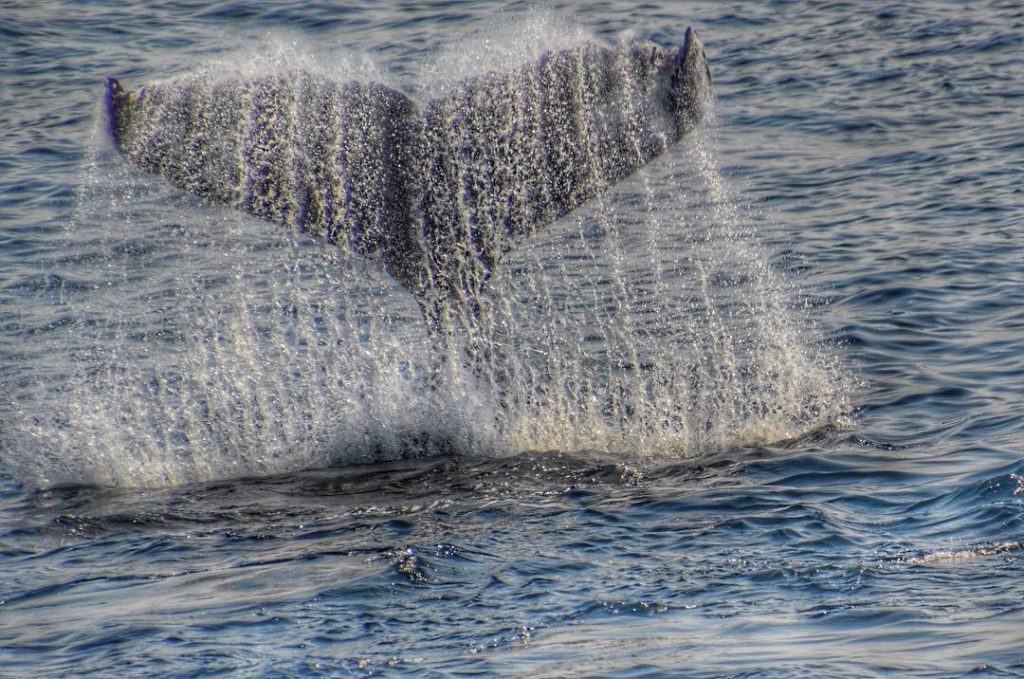 Who could go to #barharbor and not go see some whales?! We were incredibly…