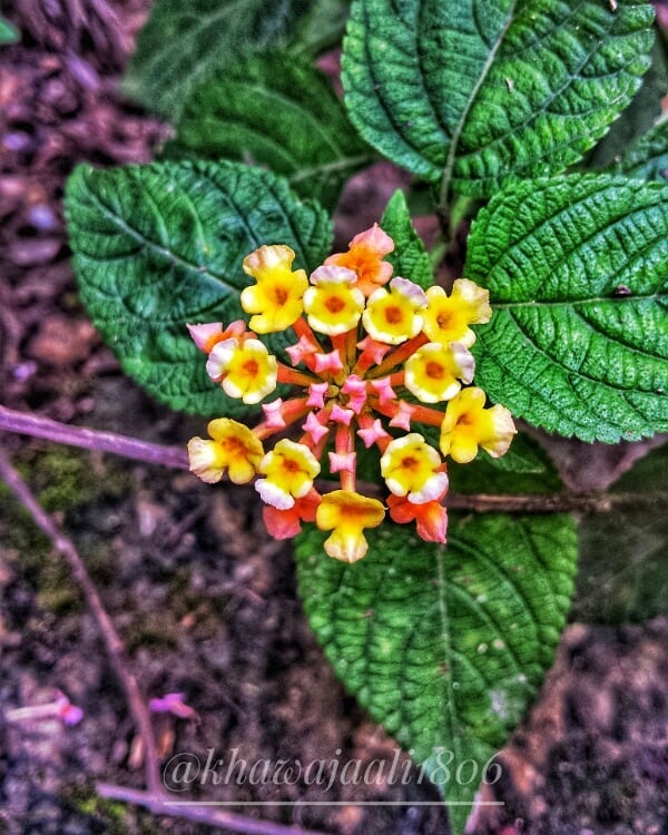 اگرچہ پھول یہ اپنے لیے خریدے ہیں، کوئی جو پوچھے تو کہہ دوں&hellip;