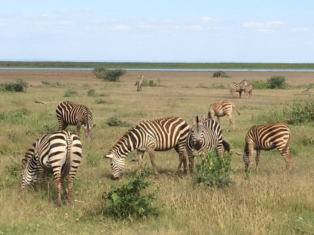 Got through Wednesday by daydreaming of being back in Africa. Tanzania is one of…