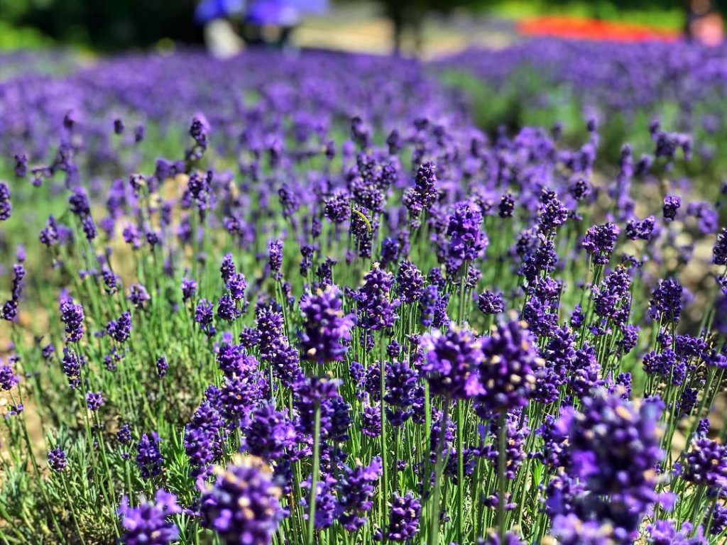 ️Lavender ️24/07/18 . . #iamtb #tb #japan #wanderlust # travel #travelblogger #photography #art #designs&hellip;