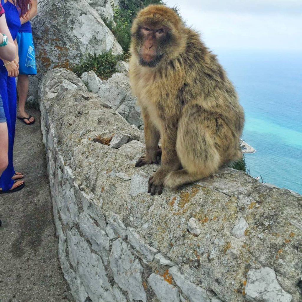 Monkey on the Rock of Gibraltar. . . . . . #passionpassport #exploremore #travelgram&hellip;