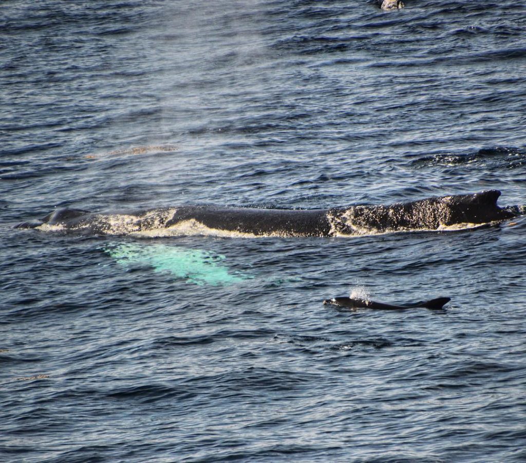 No. This isn’t another mama+baby pic. This is an #atlanticwhitesideddolphin swimming alongside a #humpbackwhale…