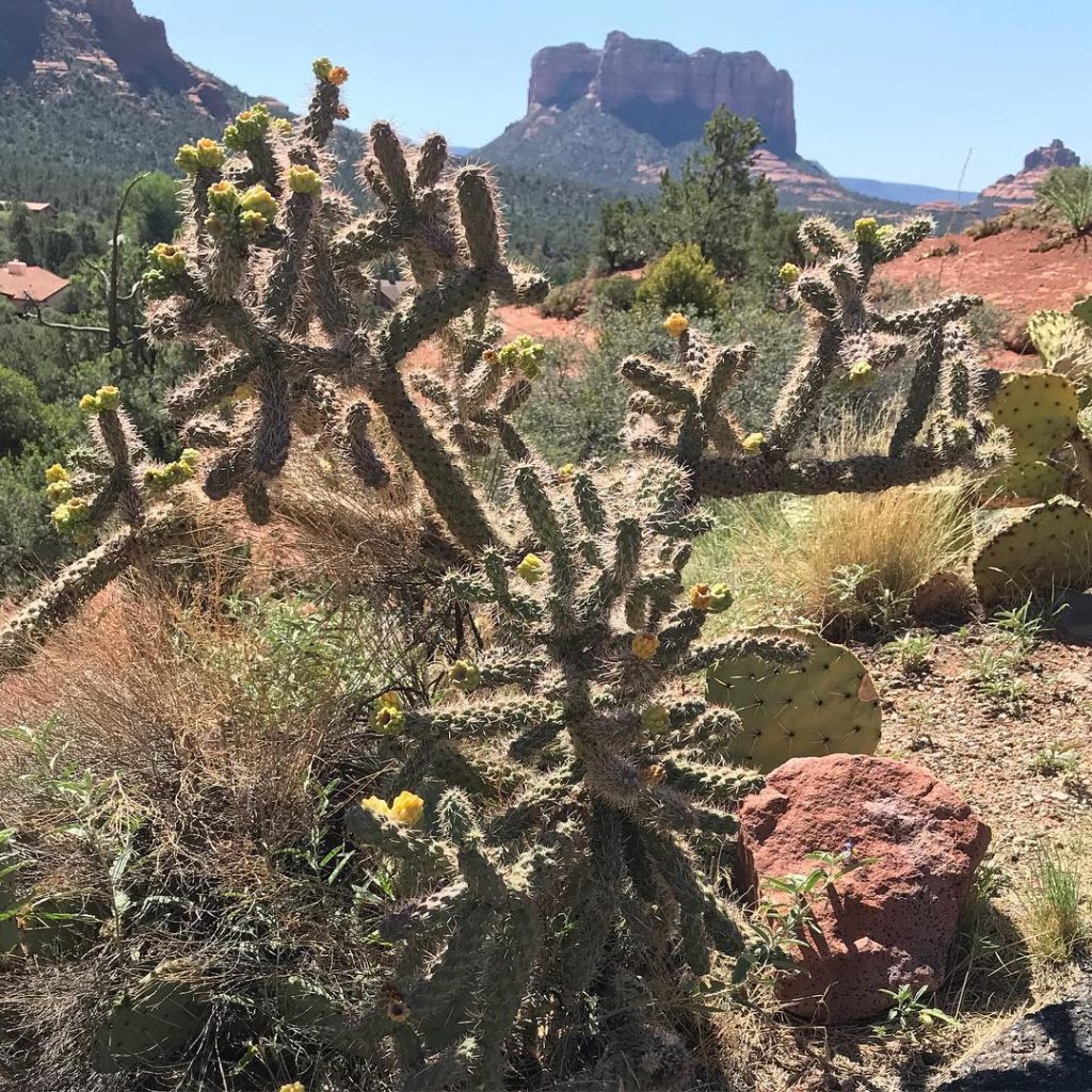 Prickly Pear, I’m stuck on you