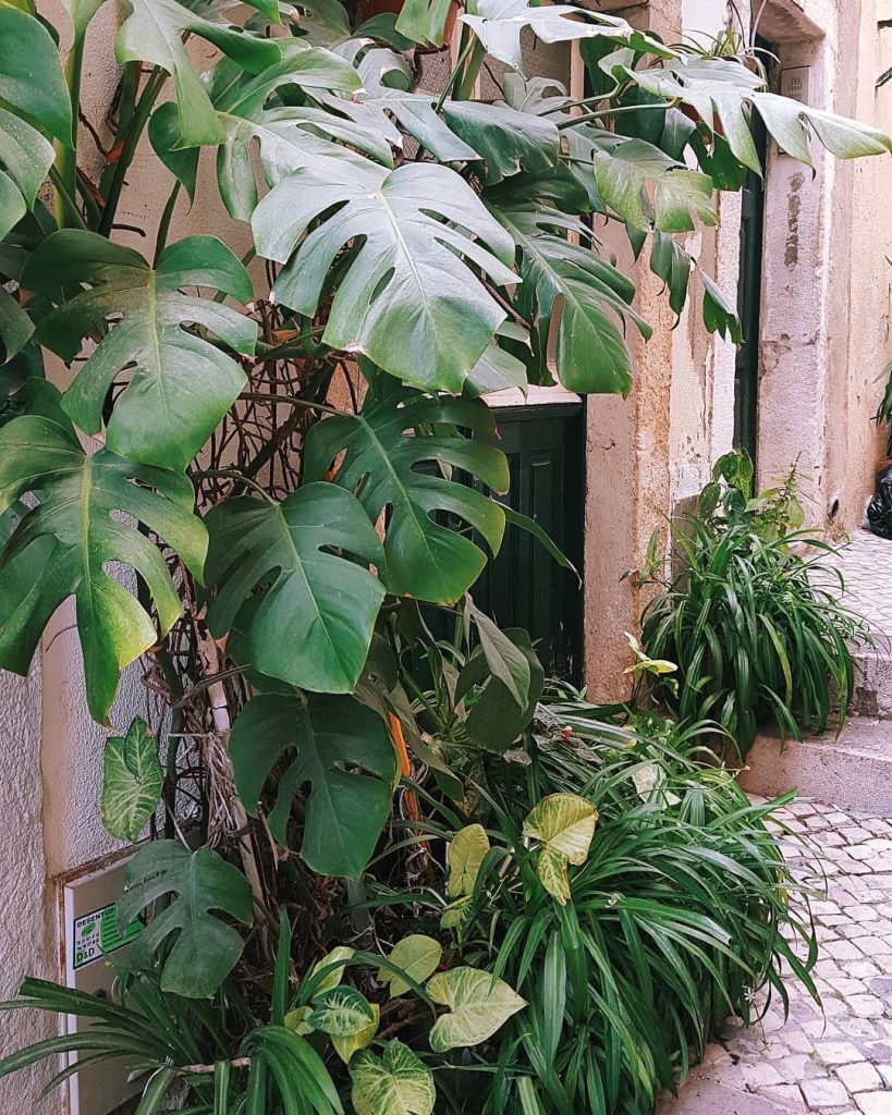 Veggie . . . . . #streetlife #girlaroundworld #paris #travelinladies #thegypsymovement #iamtb #parisienne #girlsthatwander&hellip;