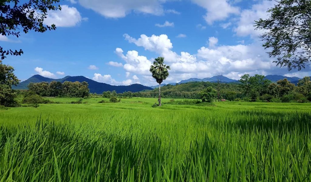 #luangprabang #laos #nofilter #ricefields #sunnyday #photography #travelblog #travelblogger #travelthroughlenses #travellingmakesmehappy #instagood #nature #naturephotography #reisen&hellip;