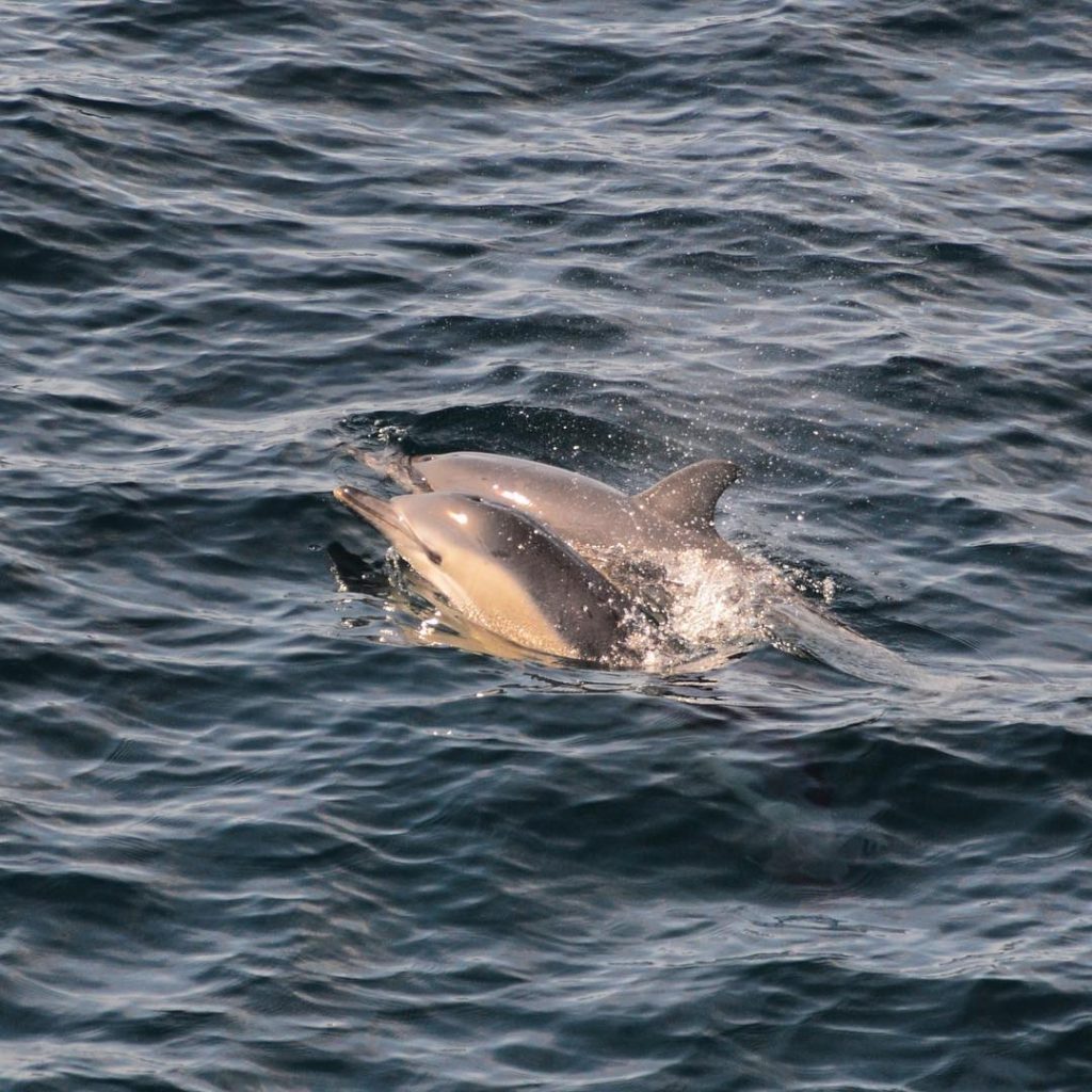 One of my favorite pictures from our #whalewatching trip with @barharborwhales – a young&hellip;