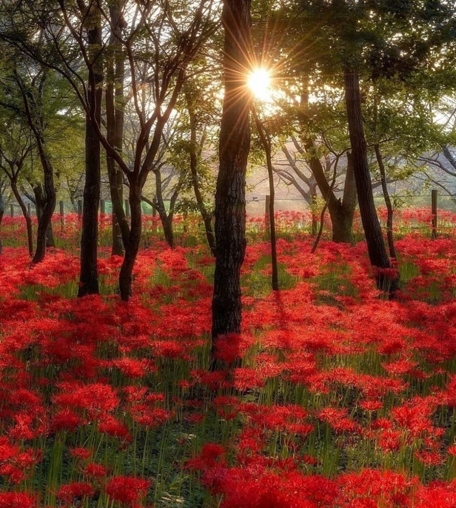 Happy Day Dear Friends!️ #landscapstyles #exklusiveshot #visualsofearth #beautifuldestinations #ilovetravel #amazing #hermanosviajeros #iloveamsterdam #igersnetherlands #winterlove&hellip;