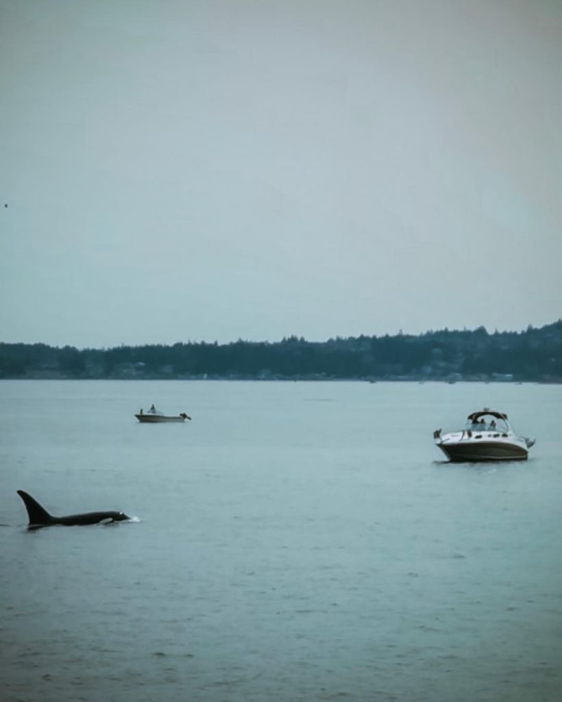 This was my favorite day from our trip, whale watching! we saw the T100&hellip;