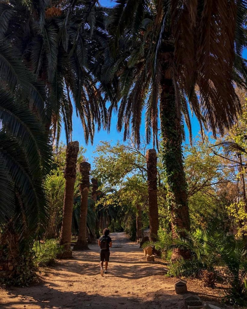#tunis #carthage #tunisia #africa #palms #travel #travelboy #wandertunisia #photographer #photooftheday #photo #wander #photography #simplytunisia…