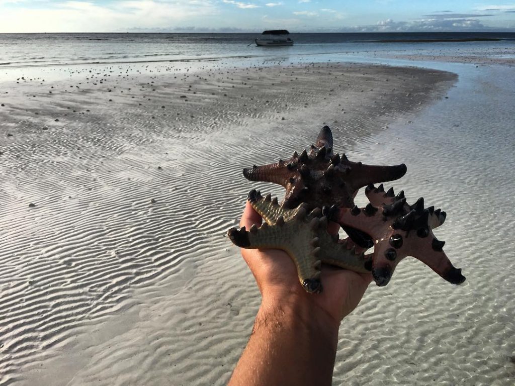 ⭐️ starfishes on Philippines ???????? #philippines???????? ‍️Discover my Journey around the #mostbeautifulplacesintheworld #travelgram #travellife&hellip;
