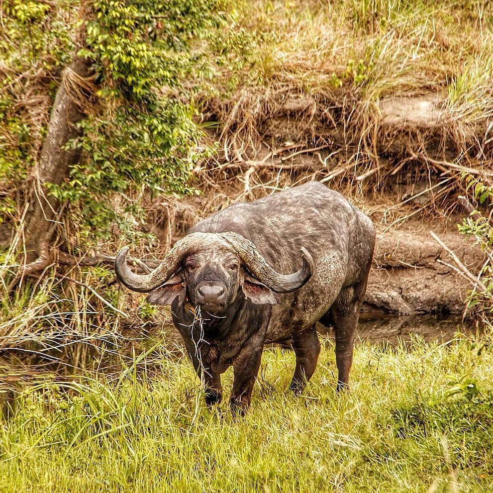 Regrann from @savan316 – such a BUFF – FELLOW . As the safari series&hellip;