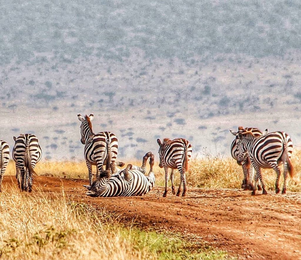???? ZEBRA CROSSING ???? . There’s always one joker in the group thats more…