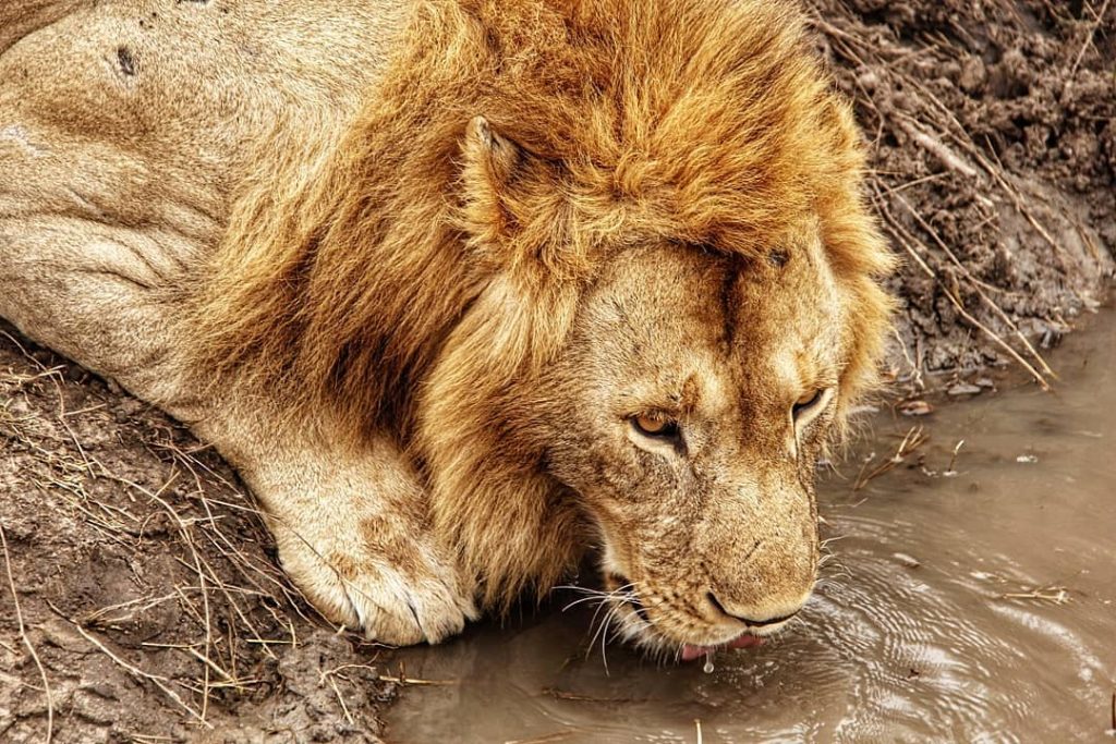 Simba . To complete the family here HE is. One of 2 lone young…
