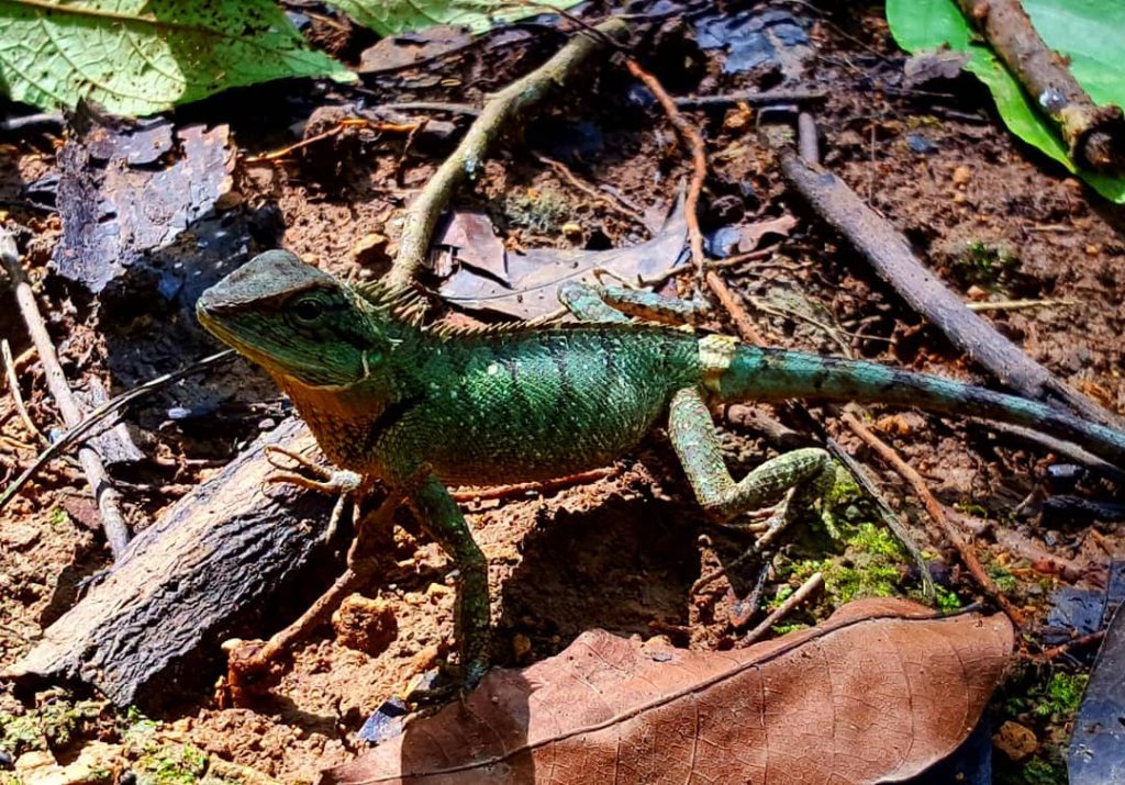 #luangprabang #laos #kuangsiwaterfall #geco #animalphotography #animals #photography #travelblog #travelblogger #travelthroughlenses #travellingmakesmehappy #instagood #nature #naturephotography&hellip;