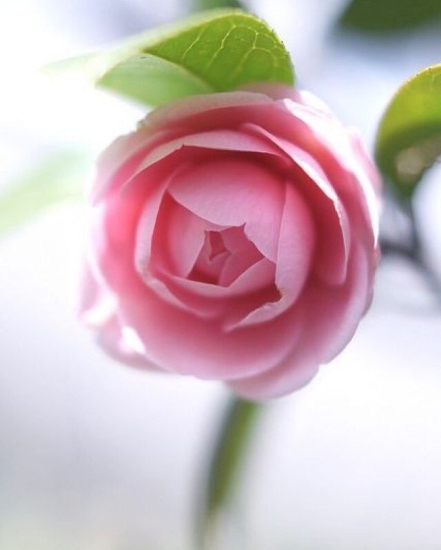 Every morning is blessed #landscapstyles #exklusiveshot #visualsofearth #beautifuldestinations #ilovetravel #amazing #hermanosviajeros #iloveamsterdam #igersnetherlands #winterlove&hellip;