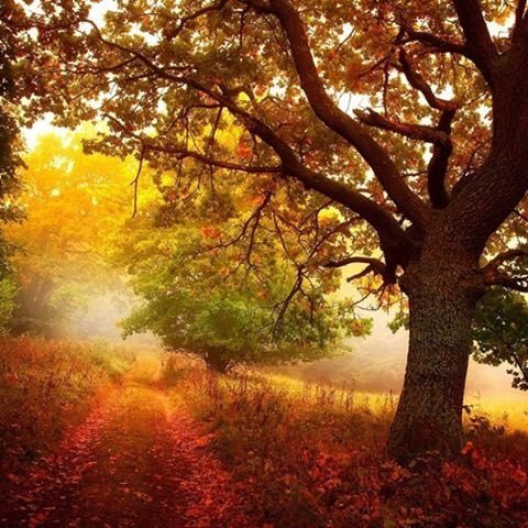 Happy day dear friends! #landscapstyles #exklusiveshot #visualsofearth #beautifuldestinations #ilovetravel #amazing #hermanosviajeros #iloveamsterdam #igersnetherlands #winterlove&hellip;