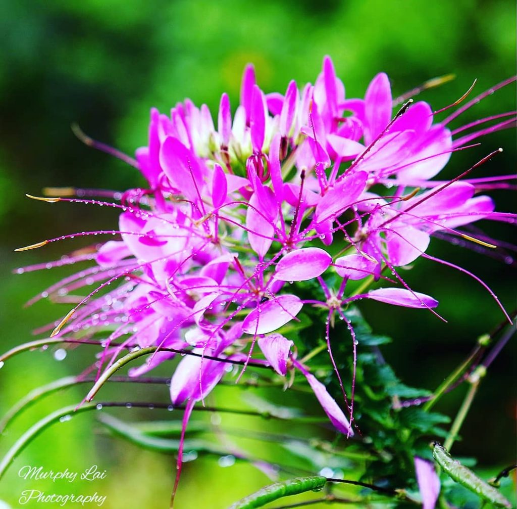A fresh morning after rain! @ The garden of Bhuping Palace, Chiang Mai, Thailand.&hellip;