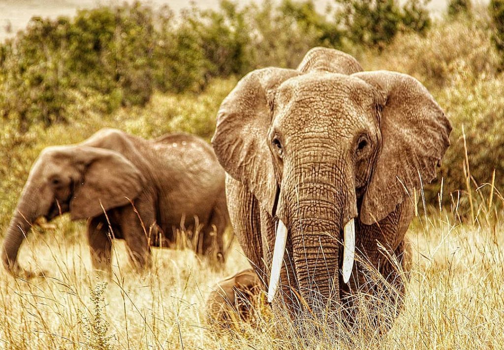 Here we go with the start of my elephant series . In our time…