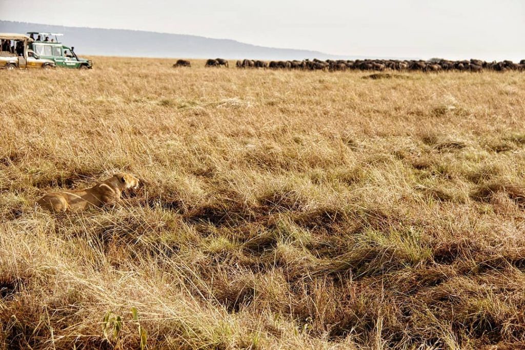 The Hunt . This lone lioness takes her position. Studies the wind. Studies the…