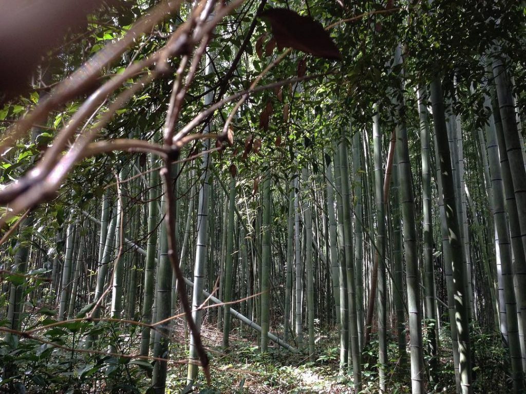 #TB to climbing surrounded by the magic of a bamboo forest in China