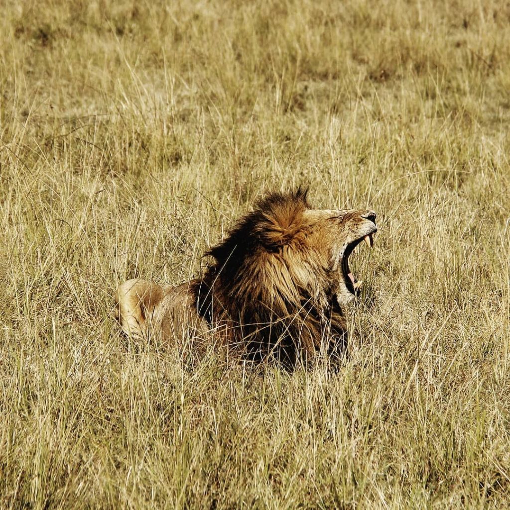 Time to meet the Mufasa. This guy was chilling while the ladies were entertaining&hellip;