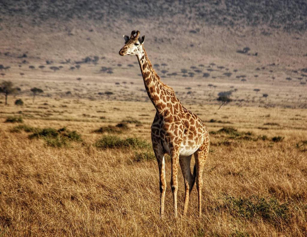 To end the giraffe series if photos check out this beautiful specimen deciding to…