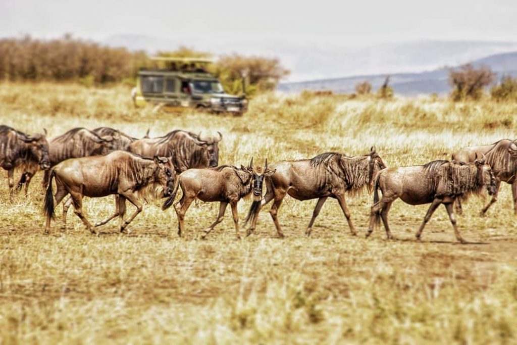 THE MIGRATION . Finally to the reason why we went to the Mara in&hellip;