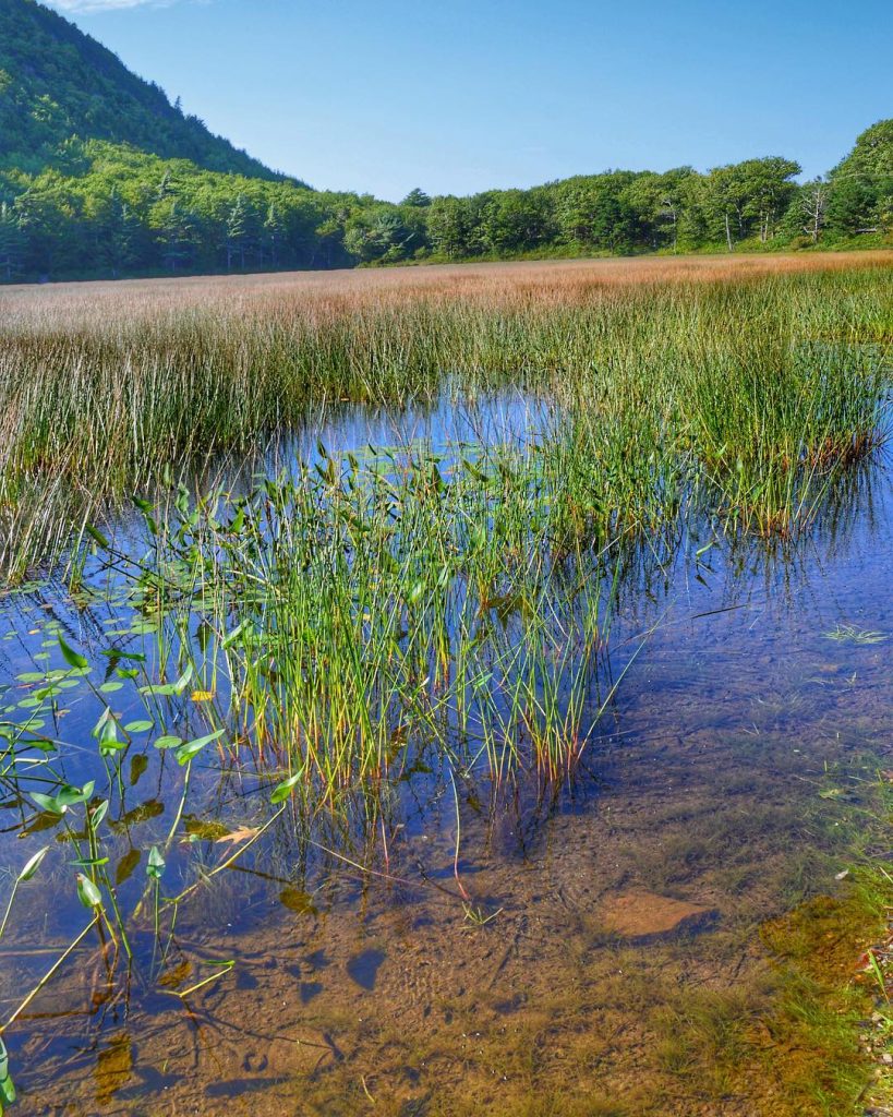 Still water – not so deep. Another amazing #acadianationalpark scene. #maine #nature #naturephotography #animals&hellip;