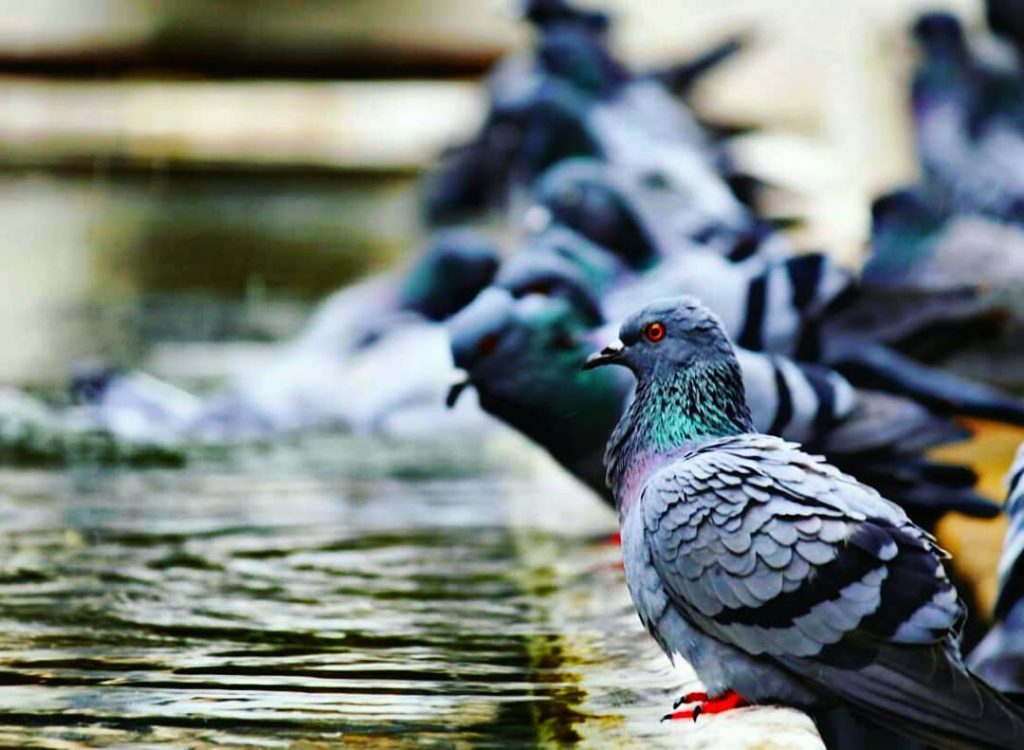 I always wonder why birds choose to stay in the same place when they&hellip;