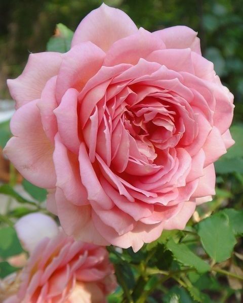 The sweet morning #landscapstyles #exklusiveshot #visualsofearth #beautifuldestinations #ilovetravel #amazing #hermanosviajeros #iloveamsterdam #igersnetherlands #winterlove #visitamsterdam&hellip;