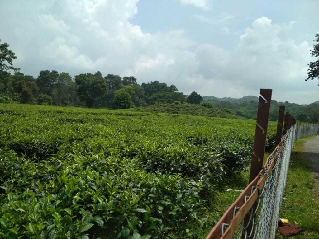 Say something about this fantastic greenery. #landscapstyles #exklusiveshot #visualsofearth #beautifuldestinations #ilovetravel #amazing #hermanosviajeros #iloveamsterdam&hellip;