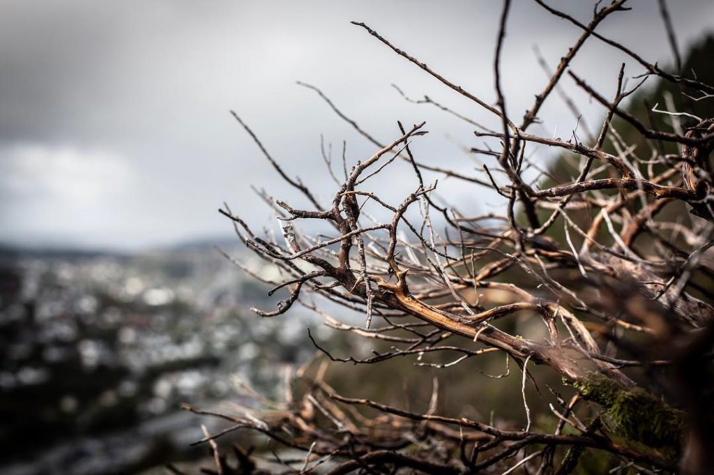 Canon EOS 5d mkiii Canon 50mm