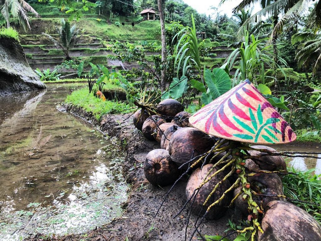 Early morning in Tegalalang #bali ‍️ ‍️Discover my Journey around the #mostbeautifulplacesintheworld #travelgram #travellife&hellip;