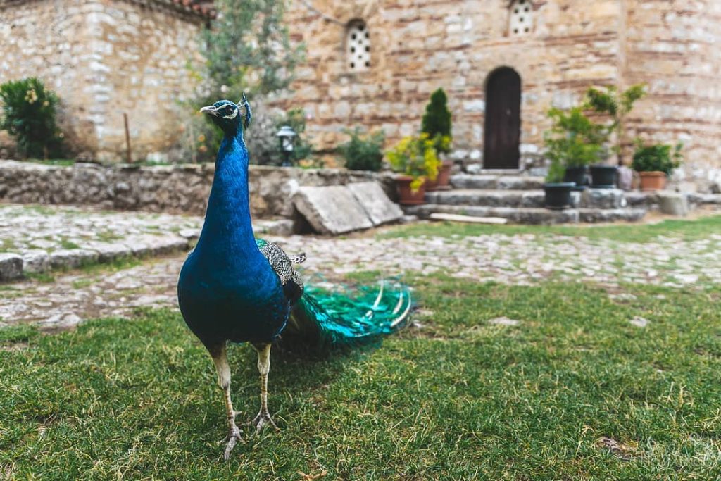 One of the many peacock you’ll find while visiting St. Naum monastary in&hellip;