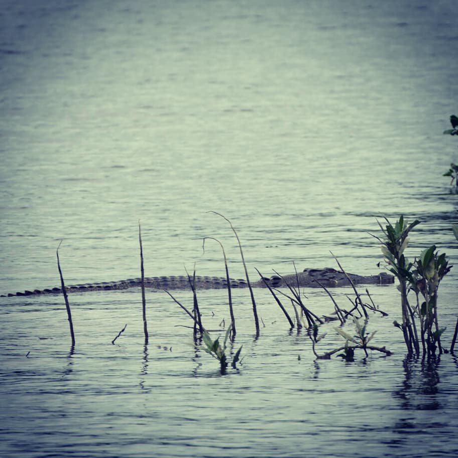 Wild #saltwatercrocodile #watchout !. #wildlifespotting #daintreeriver #crocodile #capetribulation #crocodiles #dangerous #salties #brucebelchersdaintreerivercruises #roadtrip #wildlifeplanet&hellip;