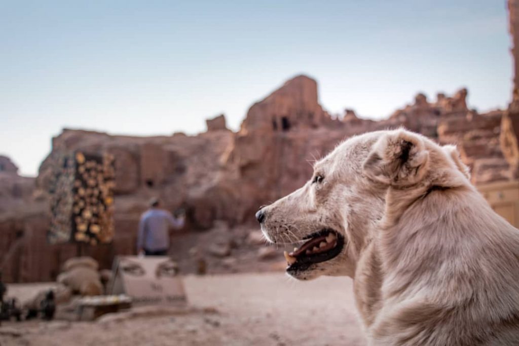 A #dog in the #desert. I’m not sure why but he followed me as&hellip;