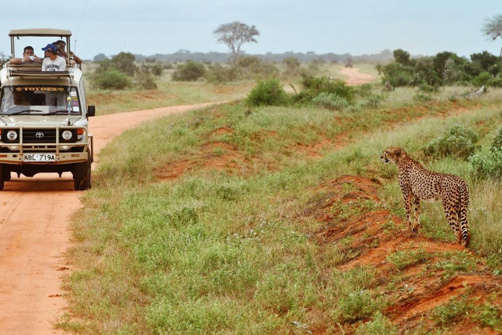 African Safari ???? Burning sky, leopards on the trees, lions chasing gazelles and elephants.&hellip;