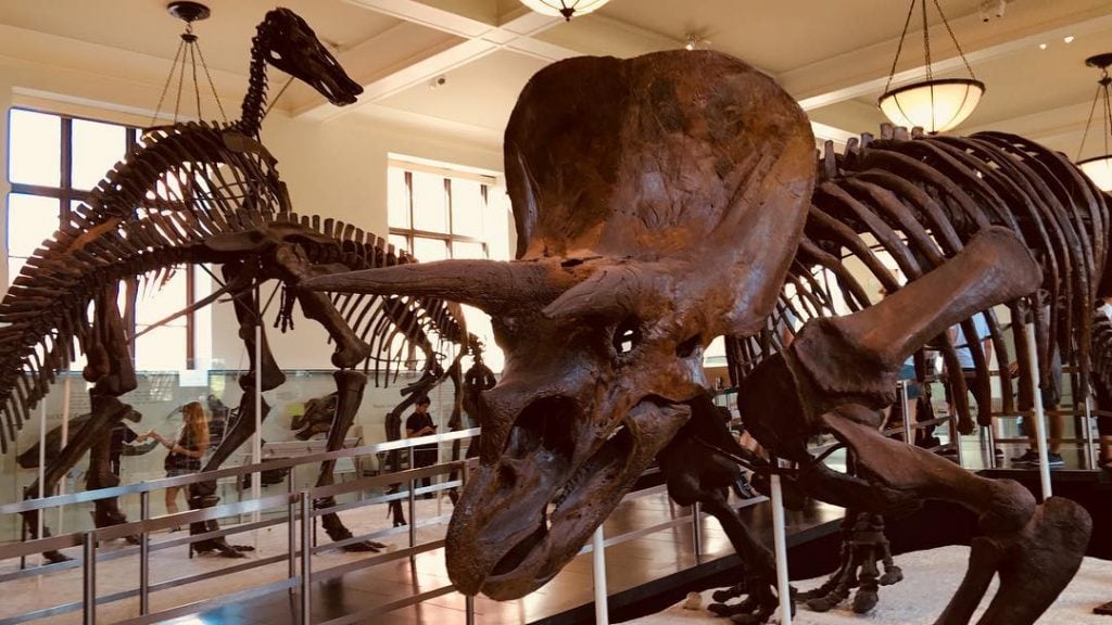 Did anyone say dinosaurs ???? ?Well,then go find them @amnh dinosaurs ???? wing Lovers…