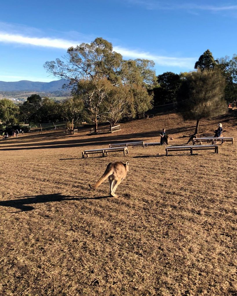 Kanguru I Avustralya denildiğinde akla ilk gelen hayvan sanırım Kanguru ancak anavatanı Avustralya olmasına&hellip;
