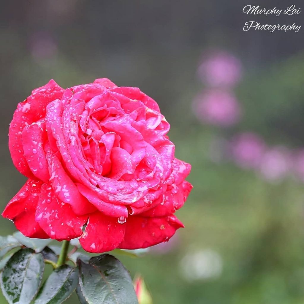 It’s more about spring! #bnesimppl