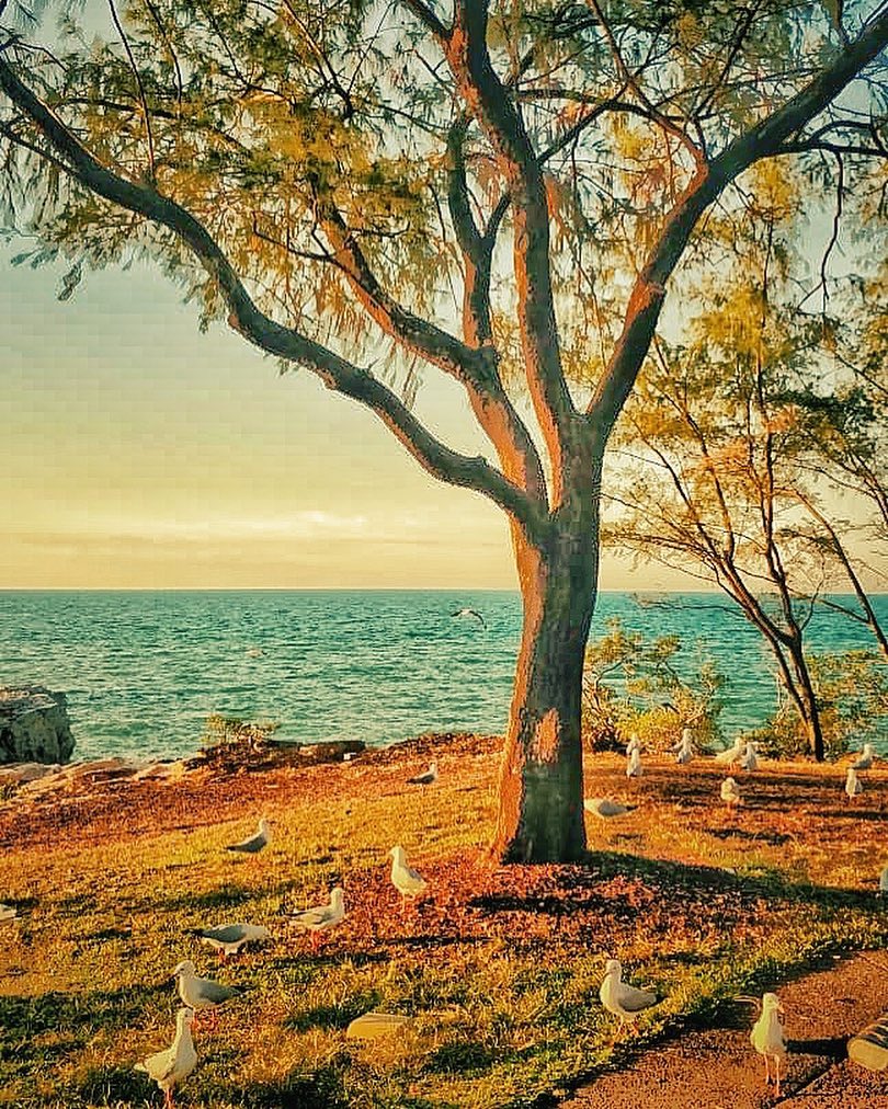 Darwin ️ . . . . . . . . . . #darwin #darwinaustralia…