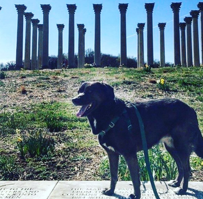 It’s a beautiful day to take your favorite pup for a stroll to the&hellip;