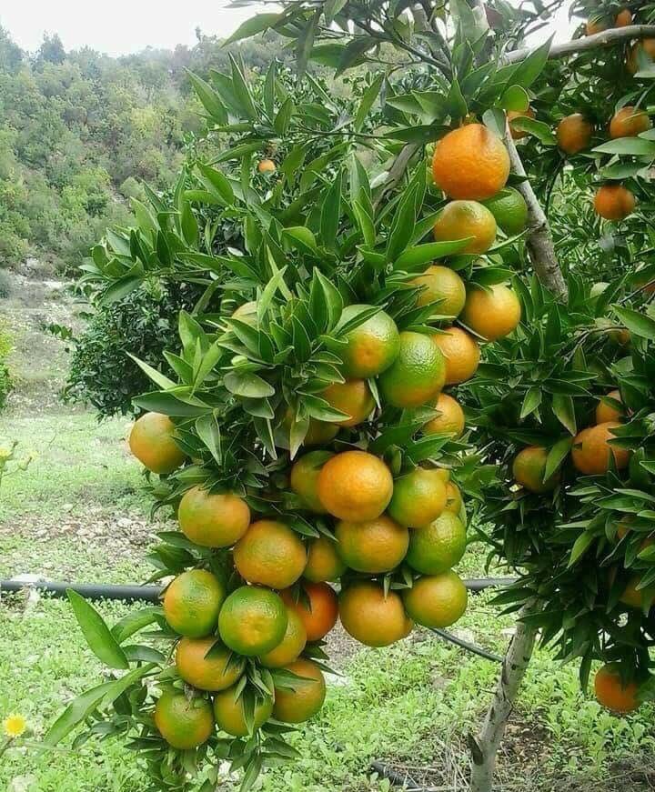 Jenjlaya-Saida, South Lebanon #landscapstyles #exklusiveshot #visualsofearth #beautifuldestinations #ilovetravel #amazing #hermanosviajeros #iloveamsterdam #igersnetherlands #winterlove #visitamsterdam&hellip;