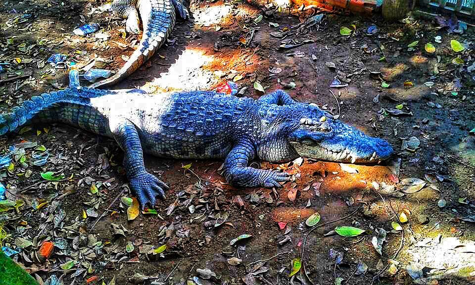 Animals are suffering for business all around the ‍️Discover my Journey around the #mostbeautifulplacesintheworld&hellip;