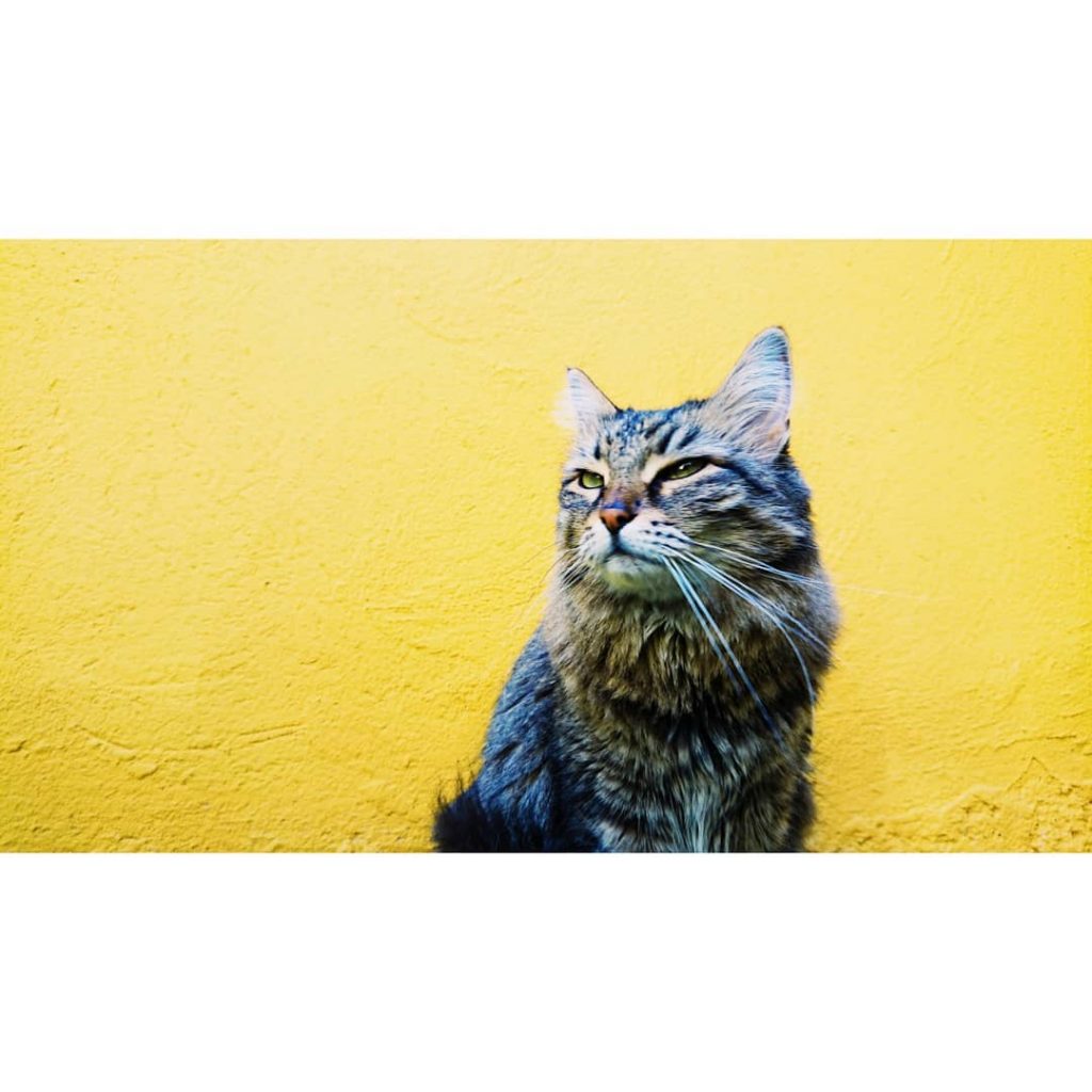 Friday night be like. Gato indahouzzz BCN PRE FALL. ______ #lifequotes #THUGLIFE #bcnblogger #bcnlovers&hellip;