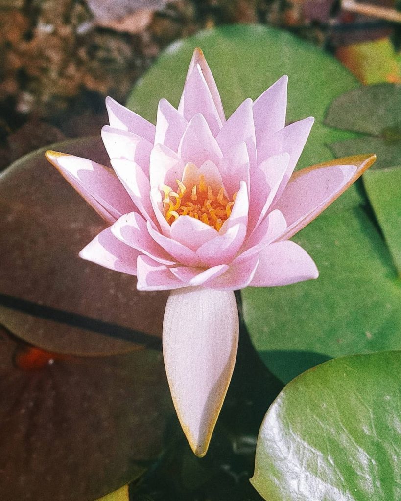 Jardin botanique. . . . . . #streetlife #girlaroundworld #paris #travelinladies #thegypsymovement #iamtb #parisienne&hellip;