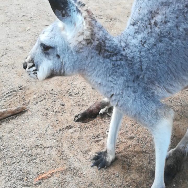 I think I’m in love ~ ~ #kangaroo #cutenessoverload #roadtrip #australia #australiananimals #currumbinwildlifesanctuary #goldcoast&hellip;