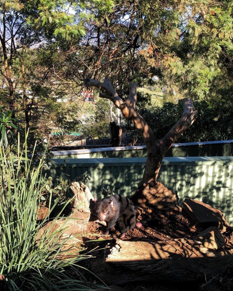 Tazmanya Canavarı (Tazmanya Şeytanı) I Avrupalılar adaya ilk geldiklerinde kırmızı kulakları ve çirkin sesi&hellip;